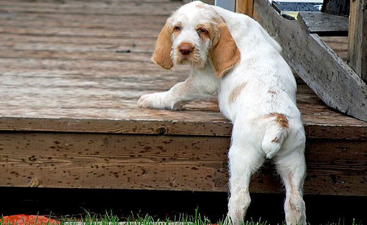 Spinone Italiano